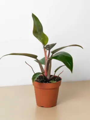 Philodendron 'Birkin Pink' houseplant