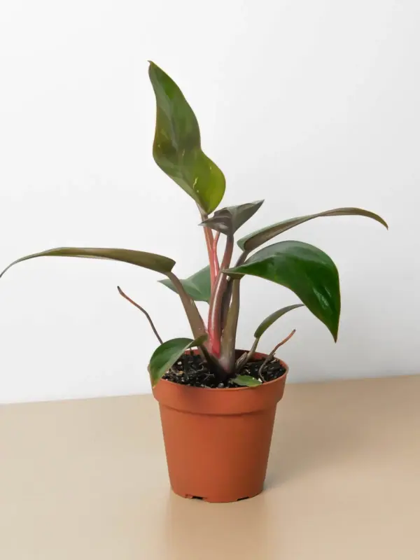 Philodendron 'Birkin Pink' houseplant