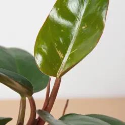 Philodendron 'Birkin Pink' — additional view