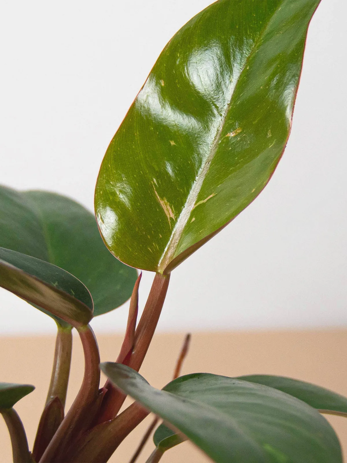 Philodendron 