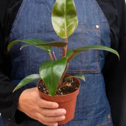 Philodendron 'Birkin Pink' — additional view