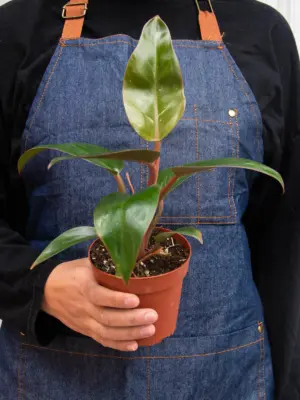 Philodendron 'Birkin Pink' — additional view
