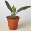 Philodendron 'Black Cardinal' houseplant
