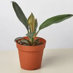 Philodendron 'Black Cardinal' houseplant