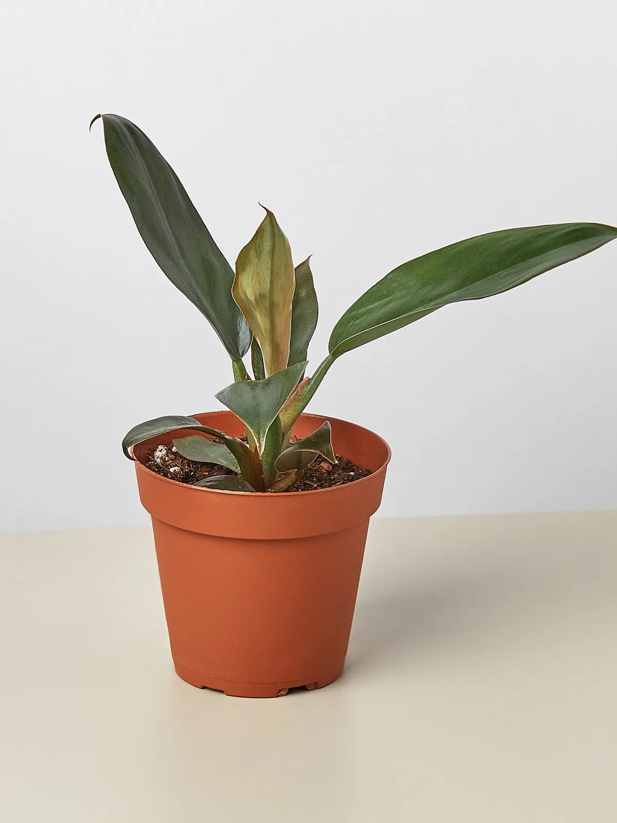 Philodendron 