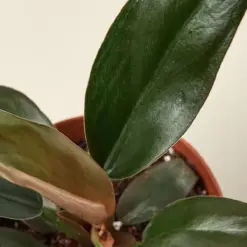 Philodendron 'Black Cardinal' — leaf detail close-up