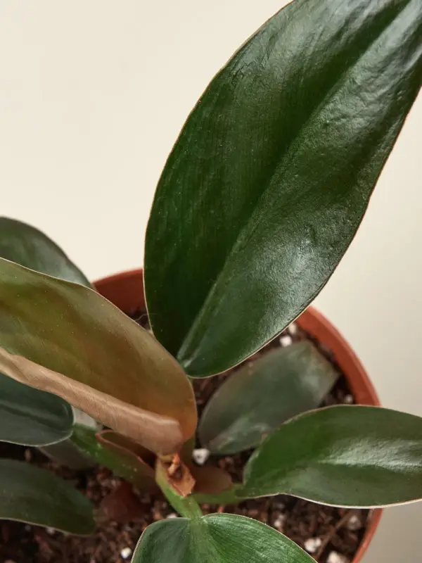 Philodendron 'Black Cardinal' — leaf detail close-up