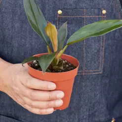 Philodendron 'Black Cardinal' — held in hand for size reference