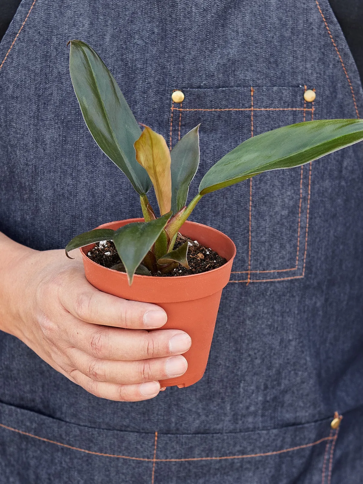 Philodendron 