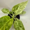 Philodendron Plant 'Blizzard'