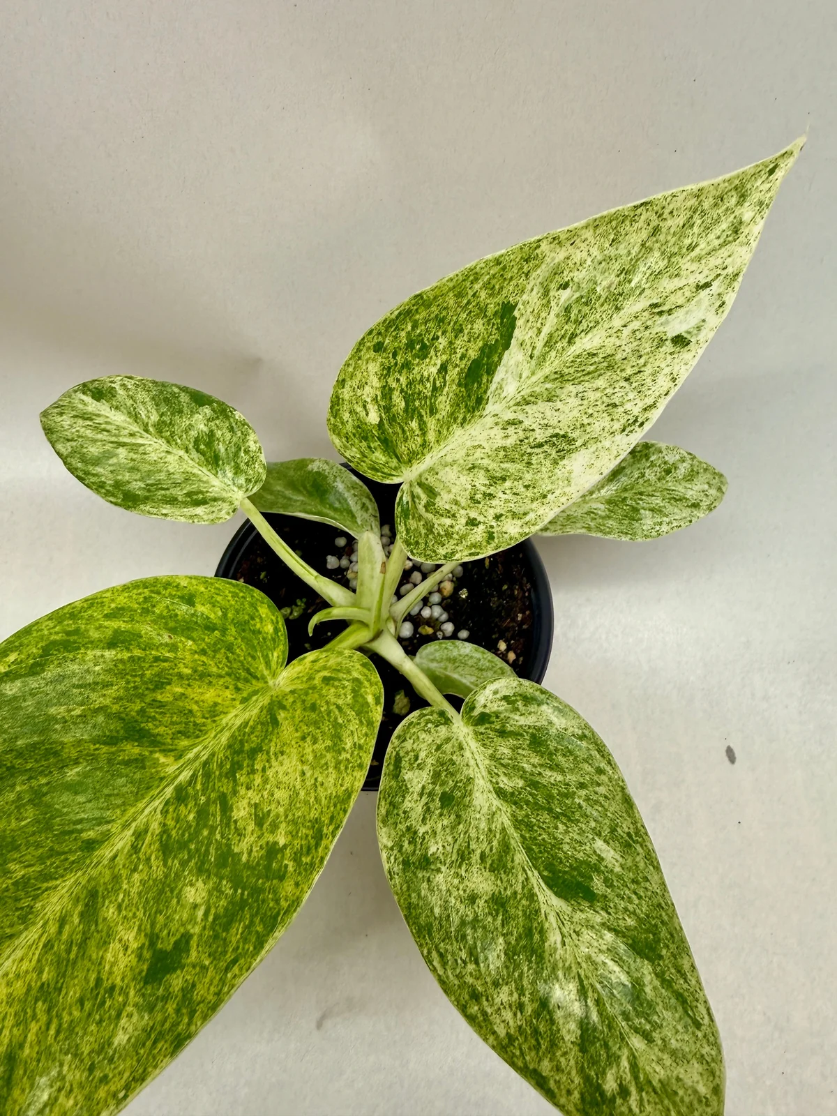 Plant care tools and guides