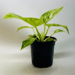Philodendron Plant 'Blizzard' — additional view