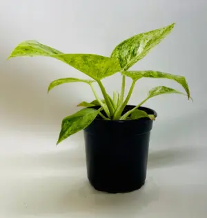 Philodendron Plant 'Blizzard' — additional view