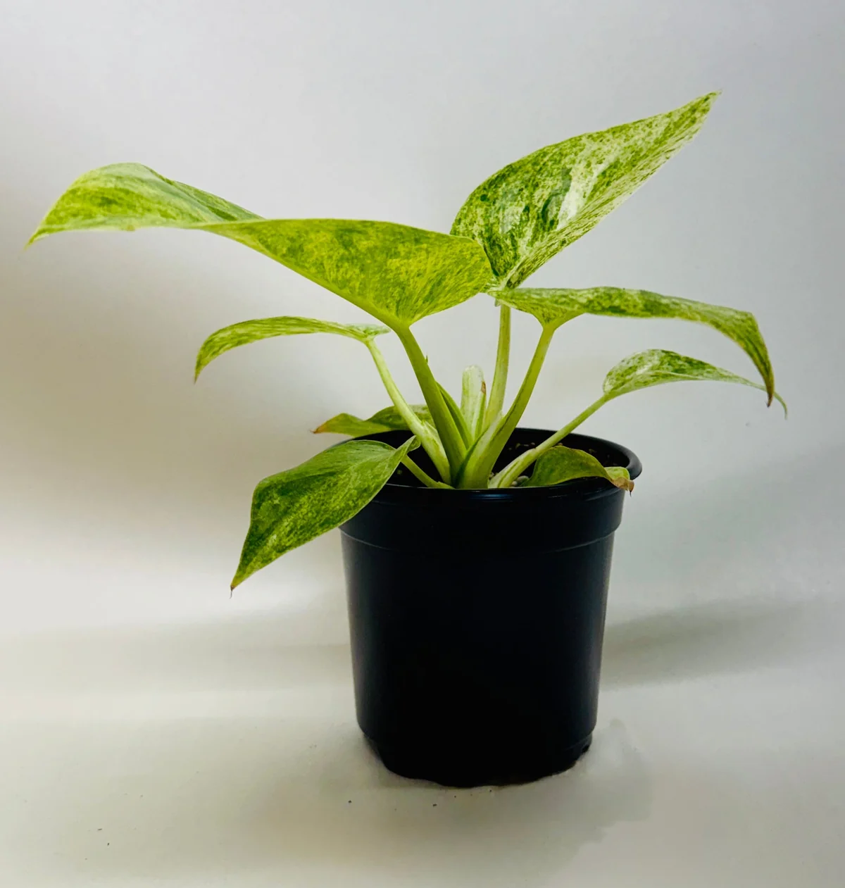 Philodendron Plant 