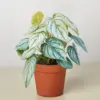 Philodendron 'Brandi' houseplant