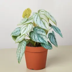 Philodendron 'Brandi' houseplant