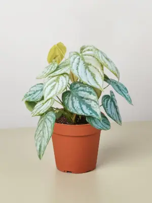 Philodendron 'Brandi' houseplant