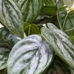 Philodendron 'Brandi' — additional view