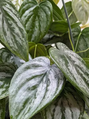 Philodendron 'Brandi' — additional view