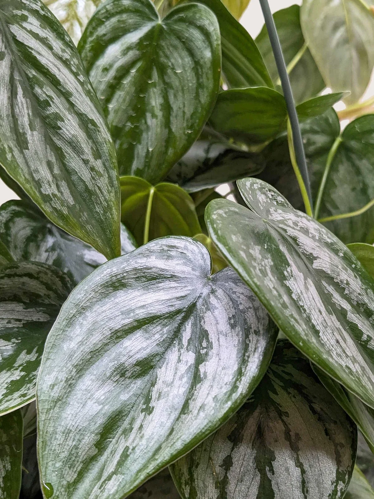 Philodendron 
