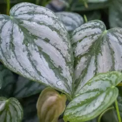 Philodendron 'Brandi' — additional view
