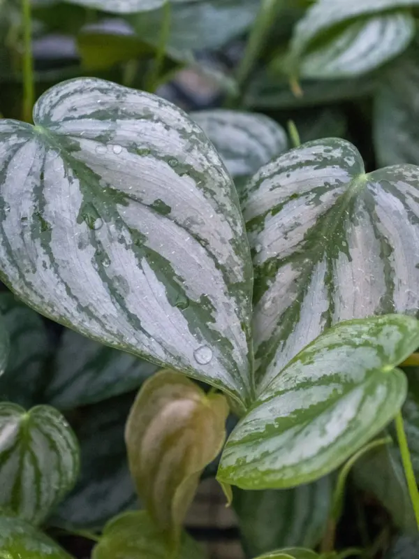 Philodendron 'Brandi' — additional view