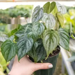 Philodendron 'Brandi' — additional view