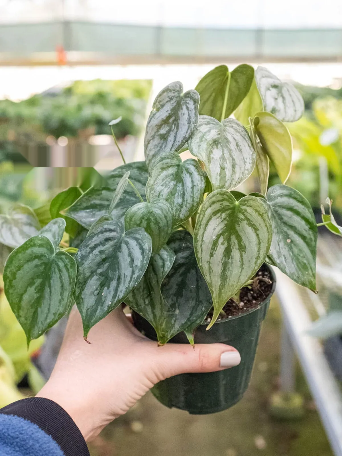 Philodendron 