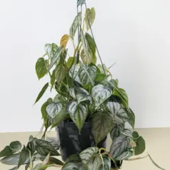 Philodendron 'Brandi' — additional view