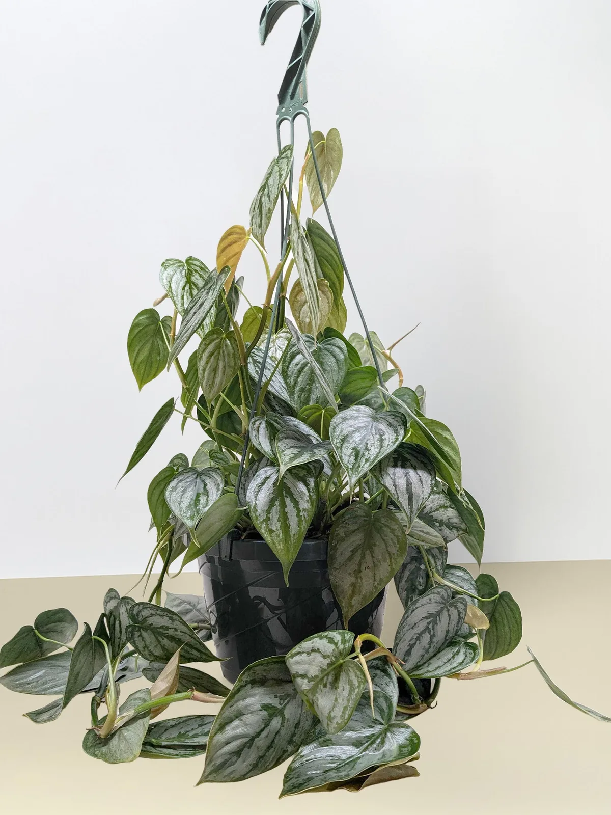 Philodendron 