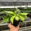 Philodendron 'Brasil' houseplant