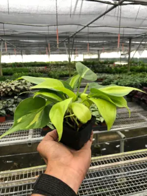 Philodendron 'Brasil' houseplant