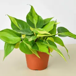 Philodendron 'Brasil' — additional view