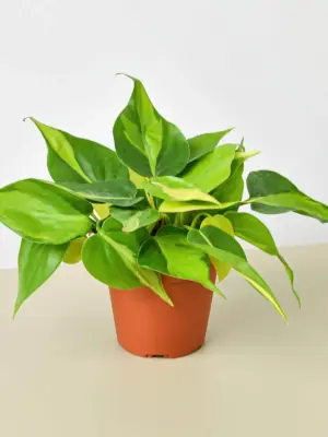 Philodendron 'Brasil' — additional view