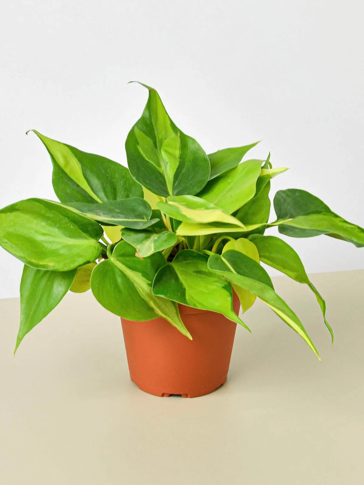 Philodendron 