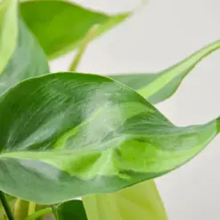 Philodendron 'Brasil' — additional view