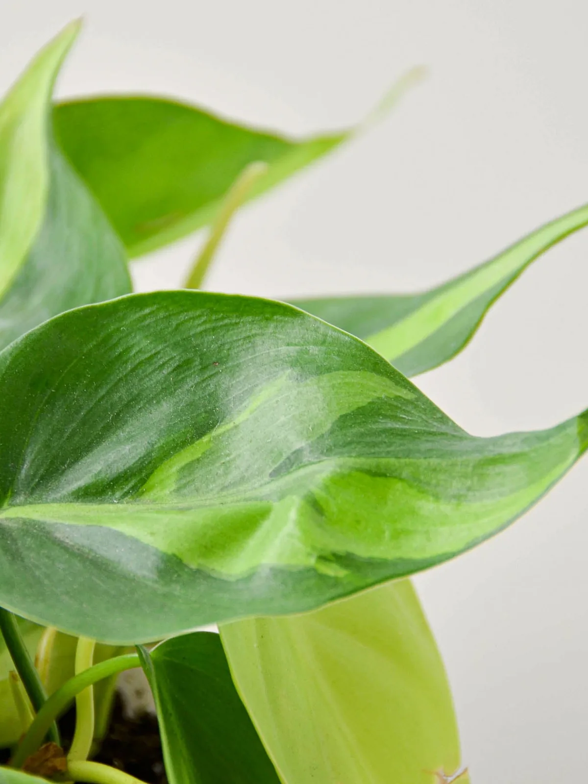 Philodendron 