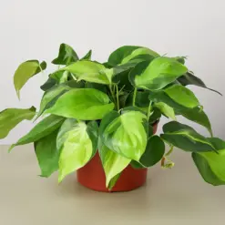 Philodendron 'Brasil' — additional view