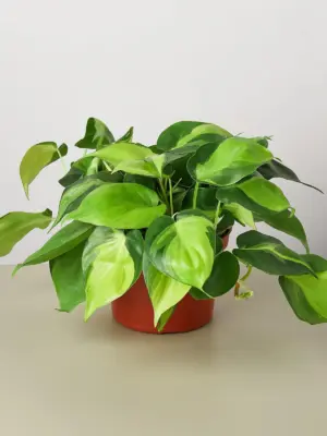Philodendron 'Brasil' — additional view