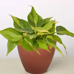 Philodendron 'Brasil' — additional view