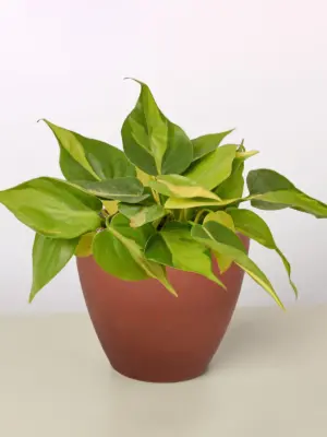 Philodendron 'Brasil' — additional view