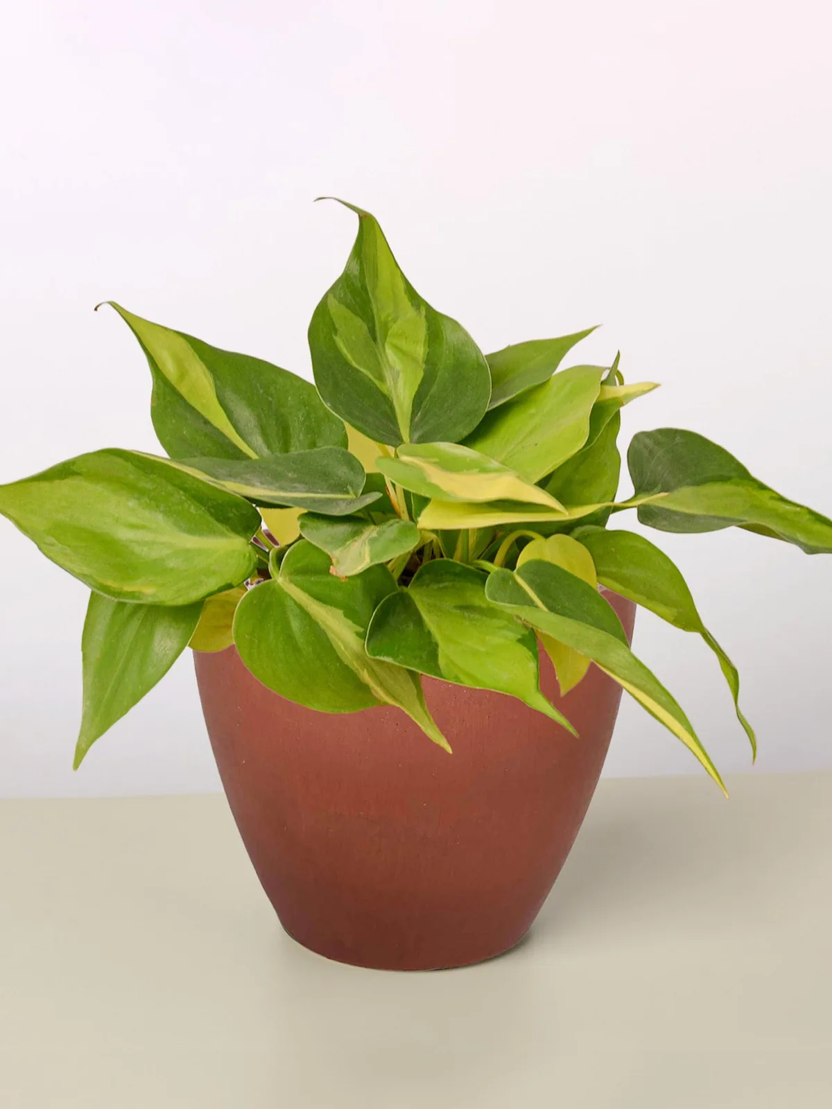 Philodendron 