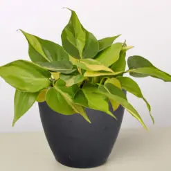 Philodendron 'Brasil' — additional view