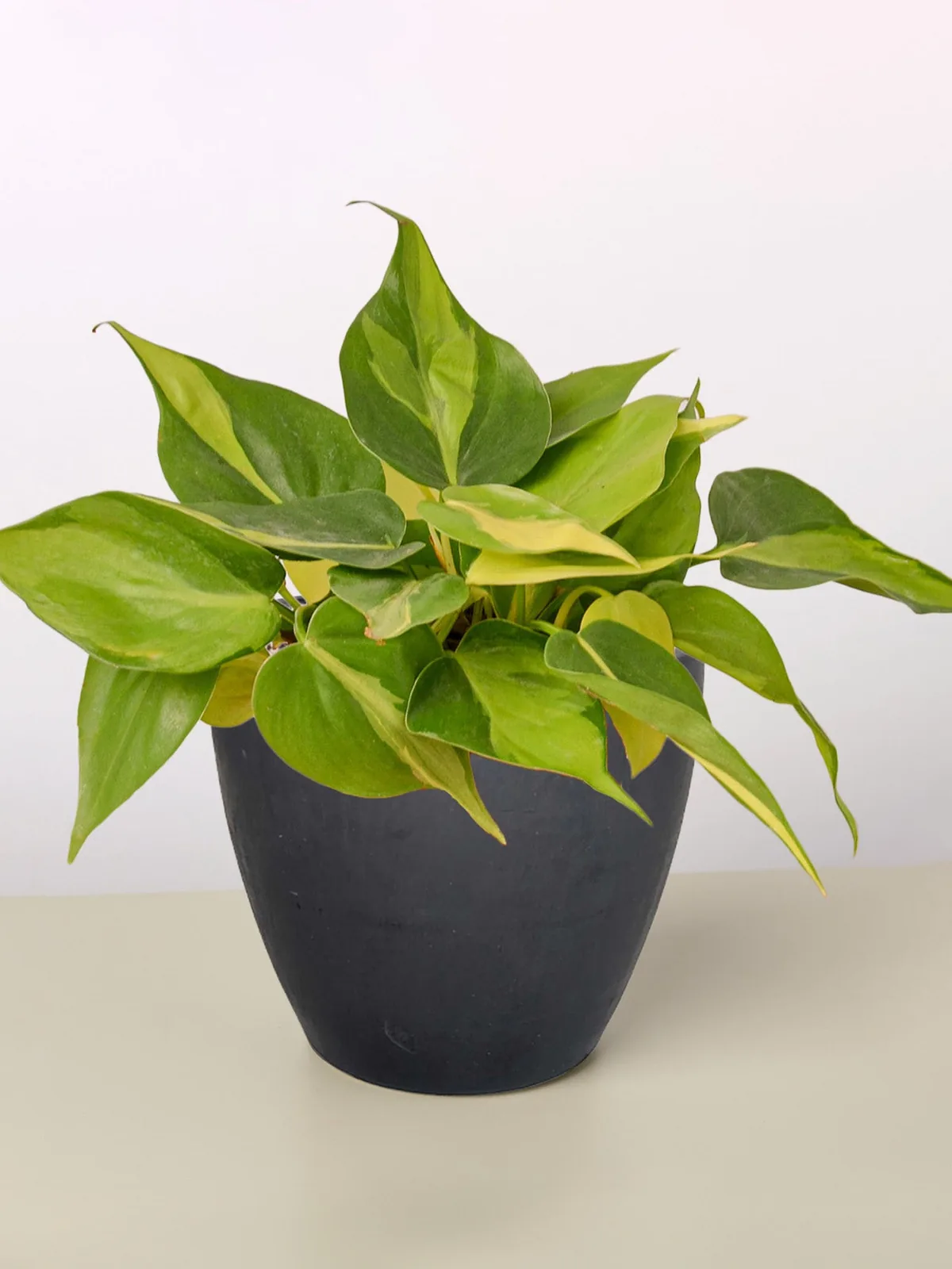 Philodendron 