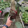 Philodendron 'Burgundy Princess' (Reverted Pink Princess) - B-Grade houseplant
