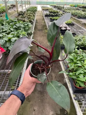 Philodendron 'Burgundy Princess' (Reverted Pink Princess) - B-Grade houseplant