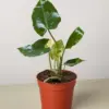 Philodendron Burle Marx Albo houseplant