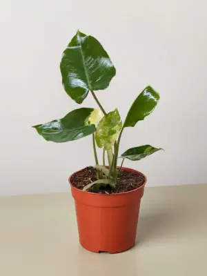 Philodendron Burle Marx Albo houseplant