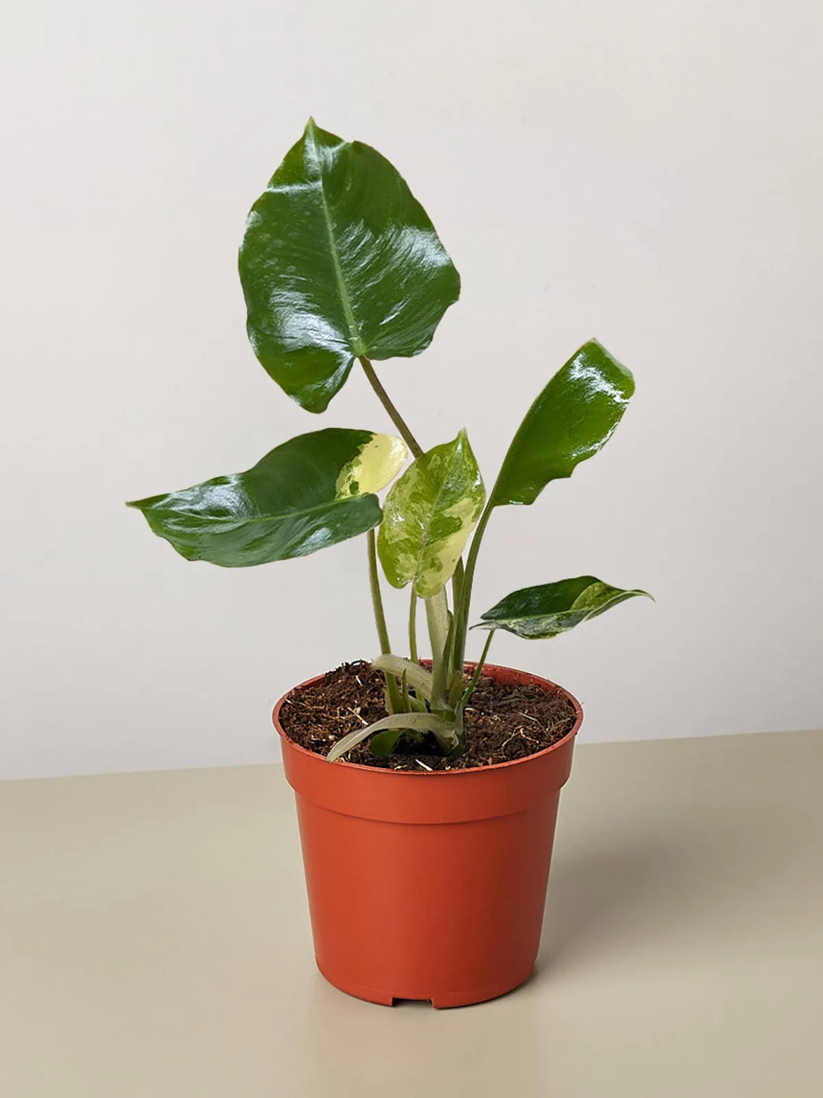 Philodendron Burle Marx Albo houseplant
