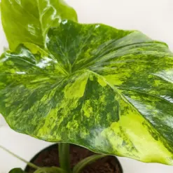 Philodendron Burle Marx Albo — additional view